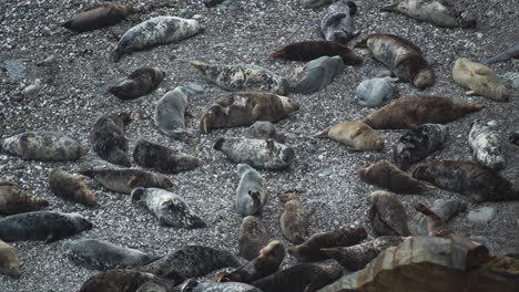 Seal-colony-lounges-on-pebble-beach-near-Godrevy,-UK,-telephoto