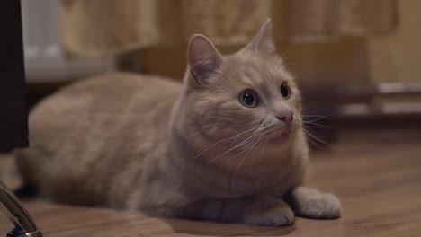 Süße-Orangefarbene-Katze,-Die-Mit-Erstaunlich-Weit-Geöffneten-Augen-Auf-Dem-Holzboden-Liegt