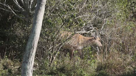 Tracking-shot-of-endangered-Pampas-deer-walking-in-bushes,-Ibera-National-Park