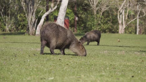 Slow-tilt-down-shot-of-capybaras-grazing-at-Ibera-National-Park,-Argentina