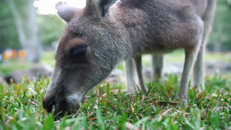 Australian-Juvenile-Kangaroo-Eating-Green-Grass-During-Daytime---Close-Up-Shot