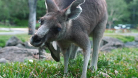 Australisches-Wallaby-Kratzt-Sich-Im-Gesicht,-Während-Es-Auf-Einer-Wiesenlandschaft-Steht