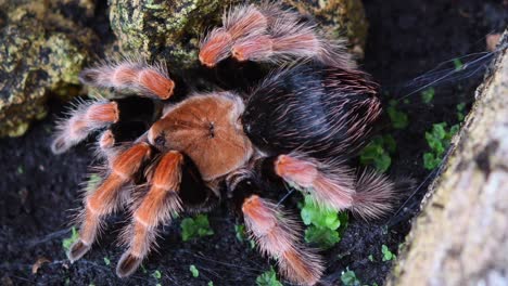 Mexican-Rustleg-Tarantula,-Brachypelma-boehmei,-a-4K-footage-zoomed-out-to-capture-this-Tarantula-resting-at-its-lair,-webs-scattered-in-places-to-sense-coming-meal,-beautiful-fire-colour