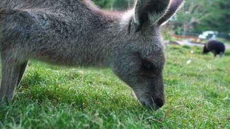Joey-Western-Grey-Kangaroo-Eating-Grass-During-Daytime-In-Forest-Park