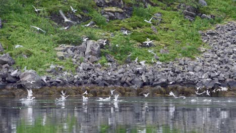 Malerischer-Blick-Auf-Fliegende-Und-Tauchende-Seevögel-über-Kristallklarem-Wasser-Eines-Ruhigen-Flusses-In-Norwegen