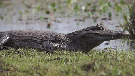 Close-up-of-Yacare-Caiman-resting-in-sun