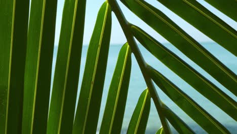 Nahaufnahme-Von-Palm-Tree-Leaf-Mit-Ozean-Im-Hintergrund