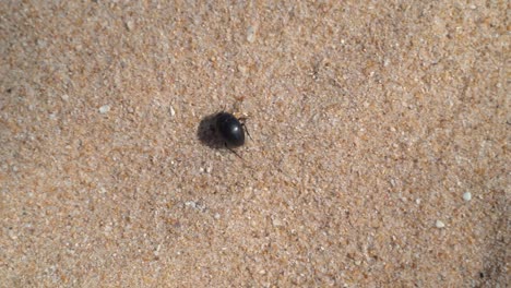 Top-view-shot-of-a-black-beetle-walking-on-sand