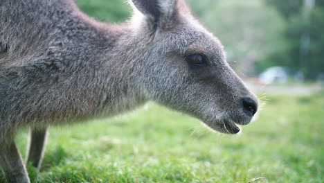 Australian-Juvenile-Kangaroo-Grazing-On-Lush-Meadows-During-Daytime---Close-Up,-Slow-Motion