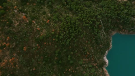 árboles-Pequeños-Capturados-Por-Drones-Moviéndose-Sobre-El-Bosque,-Río-De-Agua-Junto-Al-árbol,-Luz-Del-Sol-Nocturna-Sobre-La-Cubierta-De-árboles