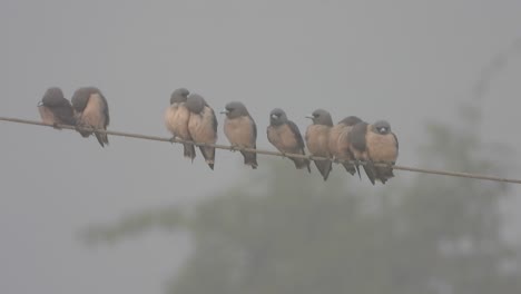 Tree-swallows-in-electric-wire-.