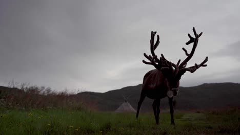 Reindeer-Eating-At-The-Meadow-In-A-Cloudy-Day-In-Norway