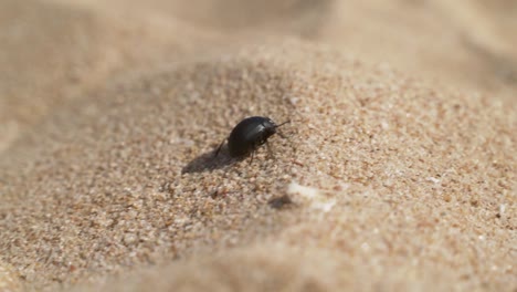 Black-beetle-walks-through-sand,-moving-shot