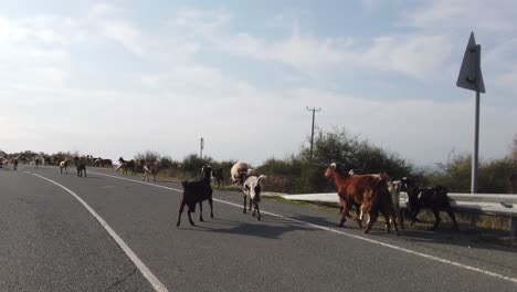 A-herd-of-free-roam-goats-run-alongside-the-highway-in-the-mountains-of-Cyprus