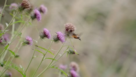 Hawkmoth-Hummingbird-hovering-over-a-purple-flower-feeding---Slow-motion