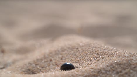 Escarabajo-Negro-Caminando-Sobre-El-Desierto