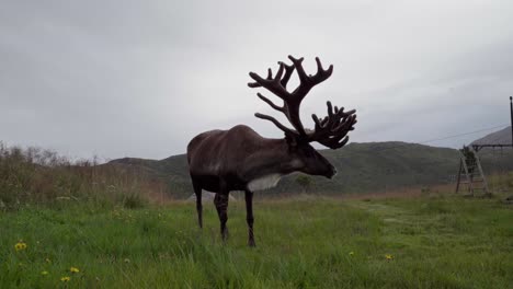 Lone-Reindeer-Standing-On-Grassy-Field-On-A-Cloudy-Day---close-up