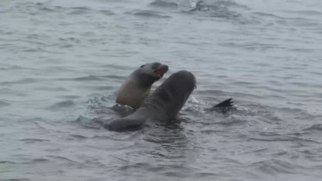 Fur-seals-fighting-in-shallow-water
