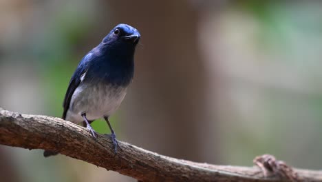 Hainan-blue-Flycatcher,-Cyornis-hainanus,-4K-Footage