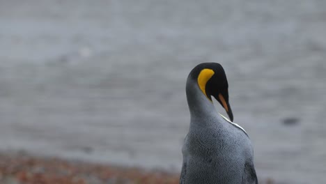 Close-up-of-a-king-penguin-cleaning-his-feathers-in-front-of-the-sea
