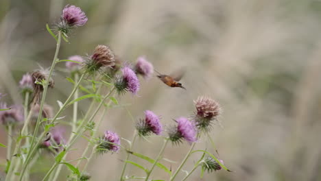 Hummingbird-Hawkmoth-Feeding-On-Flower-With-Blurry-Nature-Background