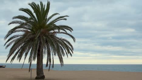 Lonely-palm-tree-on-the-beach-on-a-cloudy-day