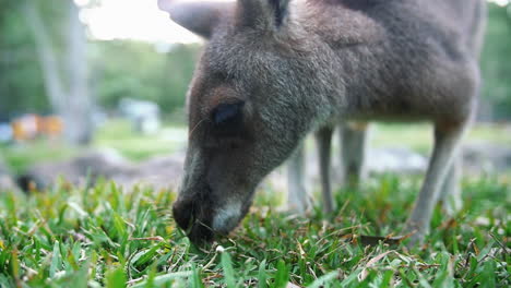 Baby-Wallaby-Grazing-On-Green-Pasture-During-Daytime