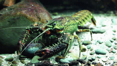 Crayfish-Crawling-On-Bottom-Of-Tank-With-Pebbles-In-Zoo