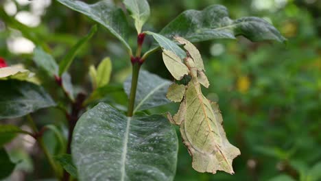 Javanese-Leaf-Insect,-Phyllium-pulchrifolium,-Female,-Yellow-Form,-4K-Footage