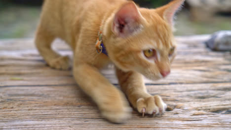 Nahaufnahme-Niedliche-Orange-Babykatze