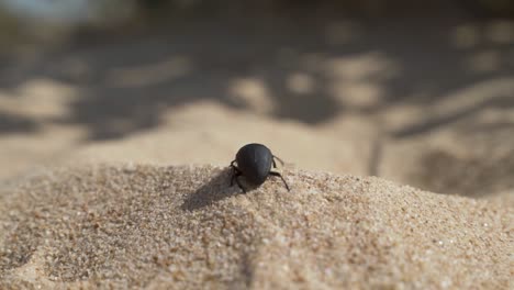Schwarzer-Käfer,-Der-Auf-Der-Wüste-Läuft-Und-Verschwindet