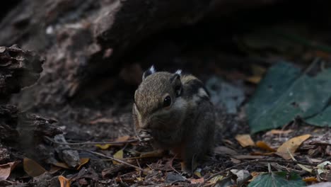 Western-Striped-Squirrel,-Tamiops-mcclellandii,-4K-Footage