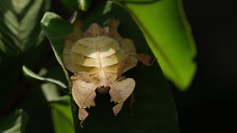 Javanesisches-Blattinsekt,-Phyllium-Pulchrifolium,-Weiblich,-Gelbe-Form,-4k-Aufnahmen