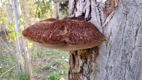 Large-brown-mushroom-on-tree-trunk