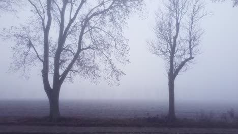 Moving-toward-trees-and-passing-trunks-and-branches-to-look-at-frosted-field-and-barely-visible-trees-obscured-by-heavy-fog