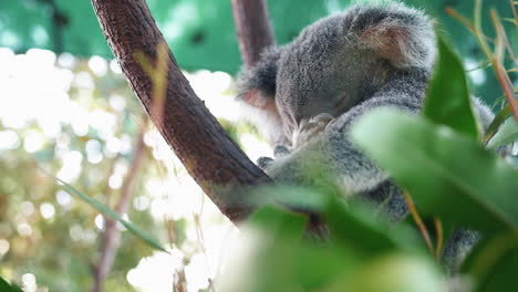 Adorable-Koala-Sleeping-On-A-Tree---close-up,-low-angle