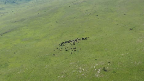 Aerial-Top-View-Of-Green-Alpine-Pasture-Of-Jadovnik-Mountain-With-Animals-Grazing-And-Resting---aerial-drone-shot