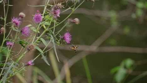 Tiny-hummingbird-feeding-on-a-purple-flower---Slow-motion