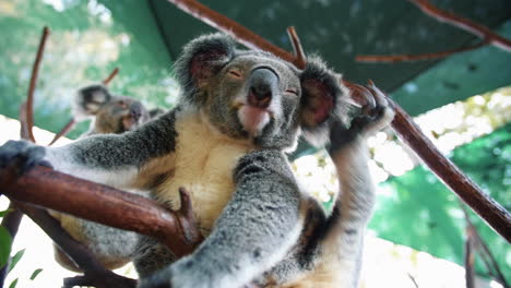 Koala-Rascándose-Las-Orejas-Mientras-Está-En-Una-Rama-De-árbol-Artificial-En-El-Parque-Zoológico-De-Animales