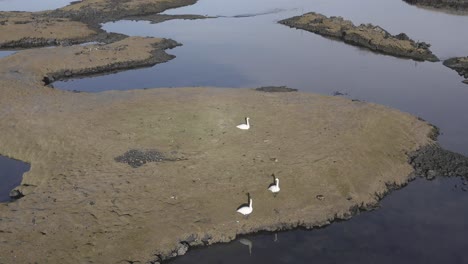 White-swans-on-Iceland-shore-with-calm-water,-aerial
