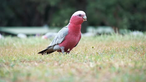 Male-Galah---Rose-breasted-Cockatoo-Foraging-And-Pecking-Seed-On-Field-With-Grass-In-Australia