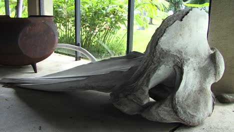 Whale-skull-in-the-Museum-of-Tahiti-and-her-islands,-French-Polynesia