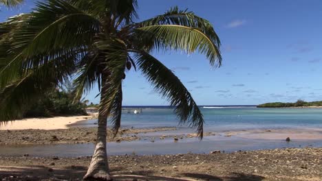 Kokospalme,-Gefilmt-In-Rarotonga,-Cookinseln