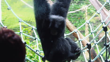 Black-Monkey-Clinging-On-The-Net-In-Its-Enclosure-At-The-Zoo---close-up