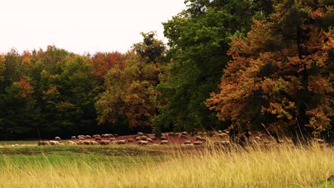 Sheep-herd-moving-towards-grass-with-rusty-forest-in-background