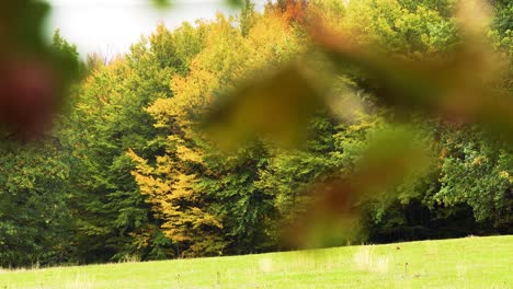 4K-Aufnahmen-Von-Herbst,-Rostig-Aussehenden-Bäumen-Und-Wäldern