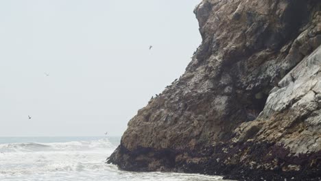 Seabirds-on-ocean-side-rock-cliff,-with-waves-rolling-in