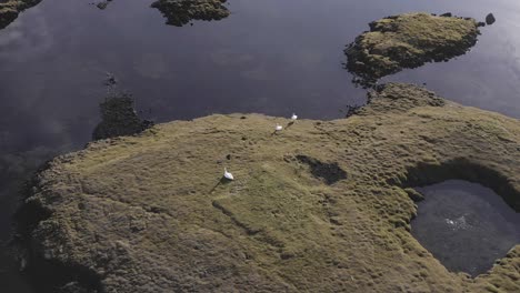 Swans-on-grassy-island-surrounded-by-calm-water-on-coast-of-Iceland,-aerial