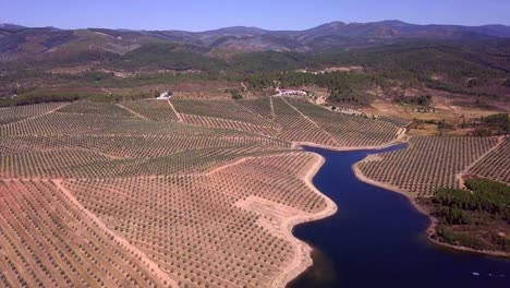 Olive-trees-view-aerial-drone-footage