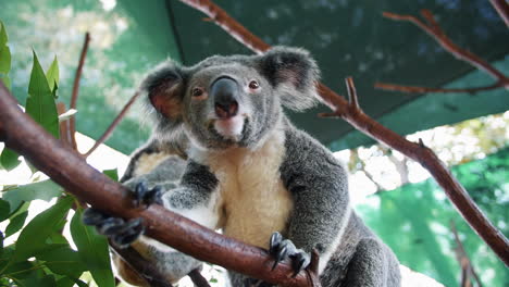 Neugierige-Koalas-In-Einem-Braunen-Baumzweig-In-Einem-Zoo---Aufnahme-Aus-Niedrigem-Winkel